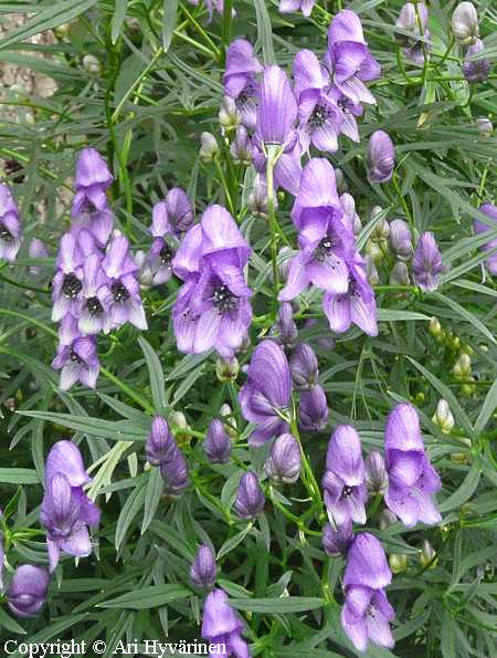 Aconitum angustifolium, ukonhattu